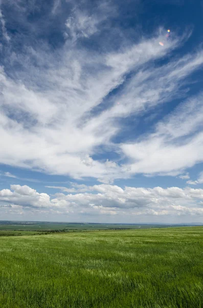 Campo de trigo verde y nubes blancas — Foto de Stock