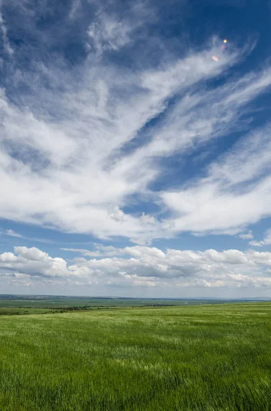 Green wheat field and white clouds — Stock Photo, Image