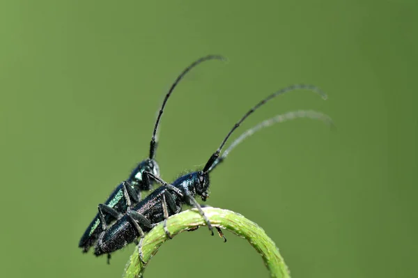 Yeşil arka plan bulanık üzerinde yeniden böcekler — Stok fotoğraf