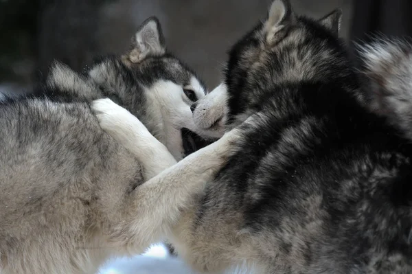 Alaskan malamute oynarken