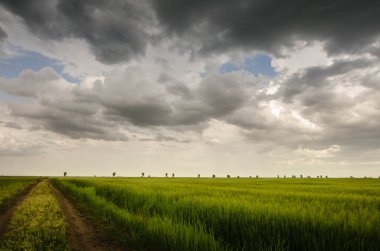 Yeşil buğday alan ve fırtına bulutları