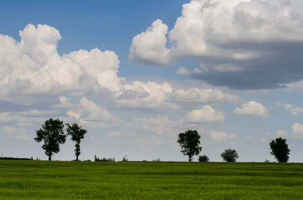 Зелене пшеничне поле і штормові хмари — стокове фото