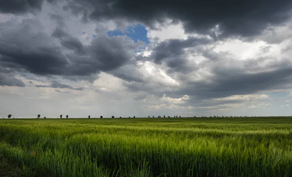 Groene tarweveld en storm wolken — Stockfoto