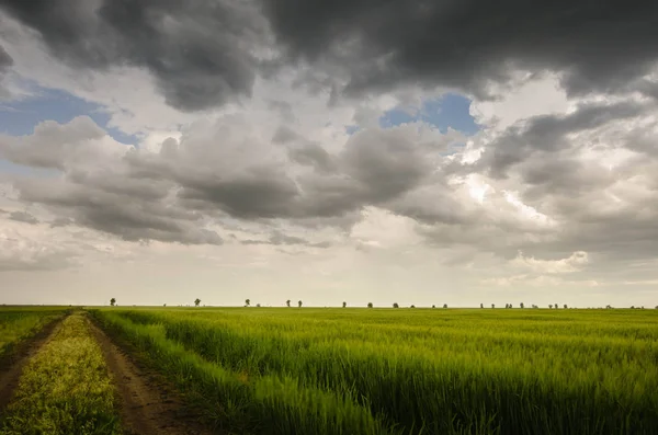 Campo de trigo verde y nubes de tormenta —  Fotos de Stock
