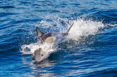 denizin dışında atlama yunus