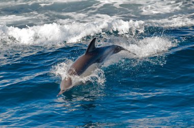 denizin dışında atlama yunus