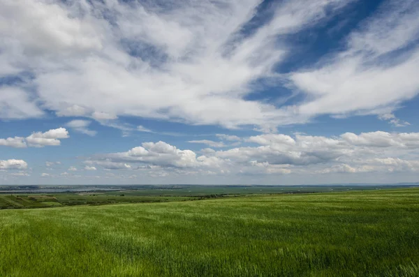 Green wheat field and white clouds — Stock Photo, Image