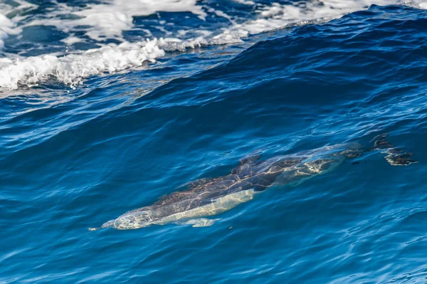 Delfin skoki poza morzem — Zdjęcie stockowe