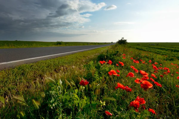 Empty road with poppy flowers and cloudy sky — Stock Photo, Image