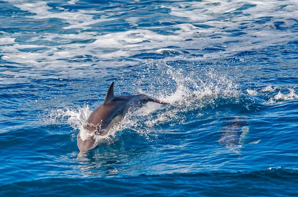 Delfin skoki poza morzem Obrazek Stockowy