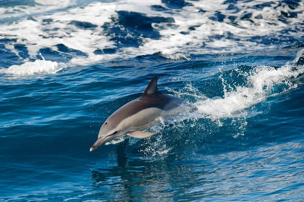Delfin skoki poza morzem Obraz Stockowy