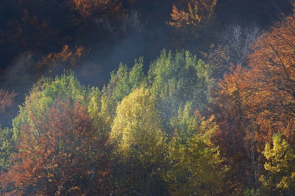 Ліс у сонячний осінній день — стокове фото
