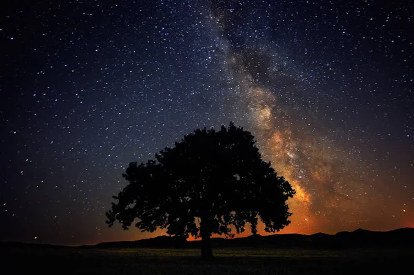 Самотнє дерево на полі під молочно - шляховою галактикою (Доброгія, Румунія). — стокове фото