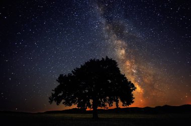 Samanyolu galaksisi Dobrogea, Romanya 'nın altında yapayalnız bir ağaç