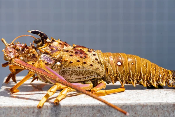 Cauda de lagosta — Fotografia de Stock