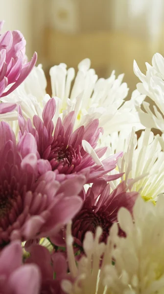 Bouquet de chrysanthème d'automne — Photo