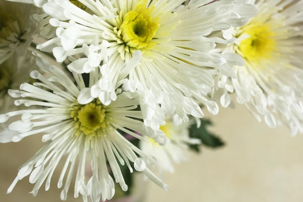 Bouquet de chrysanthème d'automne — Photo