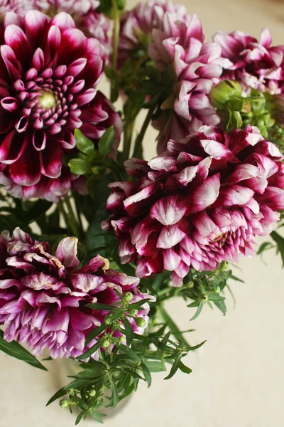 Bouquet de chrysanthème d'automne — Photo
