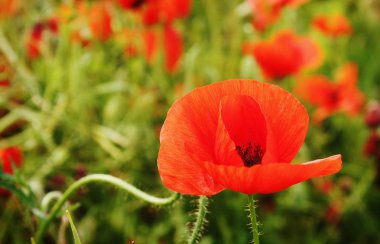 Kırmızı çiçek haşhaş alan