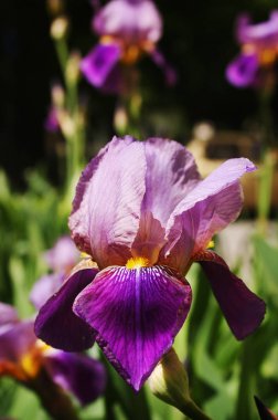 Güzel Menekşe iris çiçeklenme