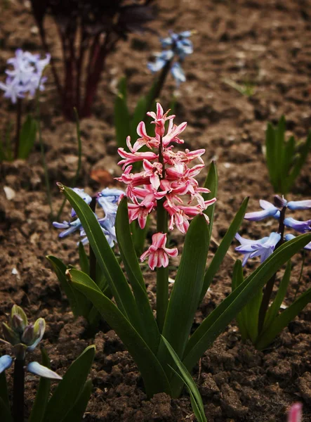 Hermoso Jacinto Primavera Floreciente — Foto de Stock