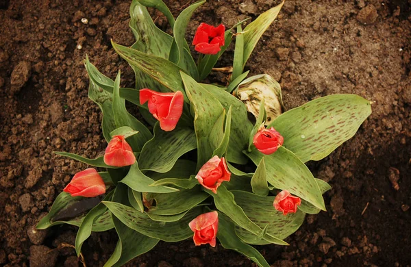 Beautiful Blooming Spring Tulips — Stock Photo, Image