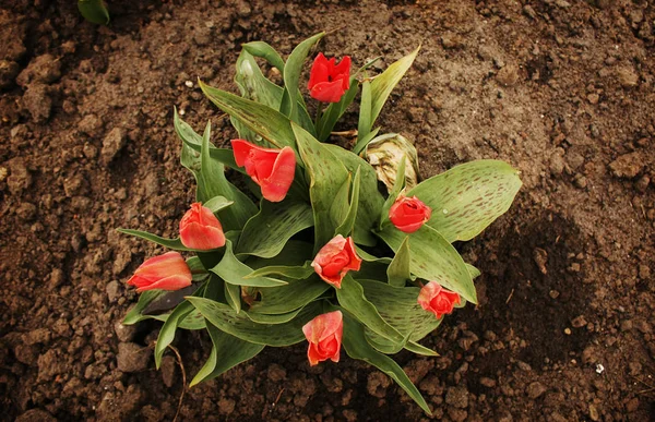 Beautiful Blooming Spring Tulips — Stock Photo, Image