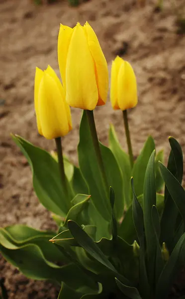 Beautiful Blooming Spring Tulips — Stock Photo, Image