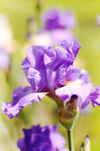 Bella Fioritura Primavera Colore Iris — Foto Stock
