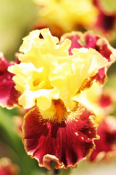 Beautiful Blooming Spring Color Iris — Stock Photo, Image