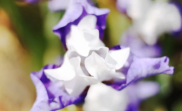 Beautiful Blooming Spring Color Iris — Stock Photo, Image