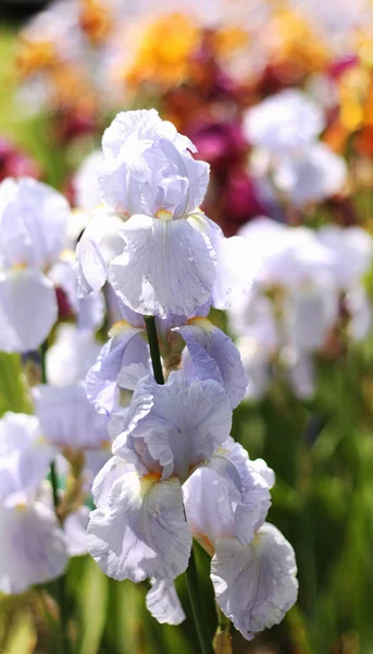 Bella Fioritura Primavera Colore Iris — Foto Stock