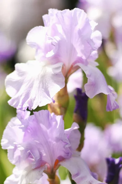 Beautiful Blooming Spring Color Iris — ストック写真