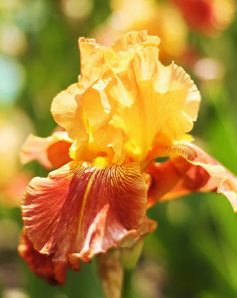 Bella Fioritura Primavera Colore Iris — Foto Stock