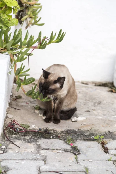 Niedliche Straßenkatzen Obdachlose Tiere Tunesien — Stockfoto