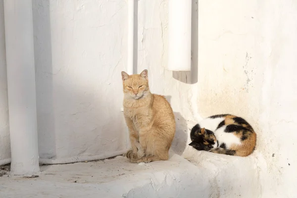 Niedliche Straßenkatzen Obdachlose Tiere Tunesien — Stockfoto