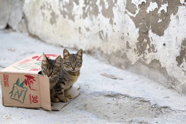 Söt Gatan Katter Hemlösa Djur Tunisien — Stockfoto