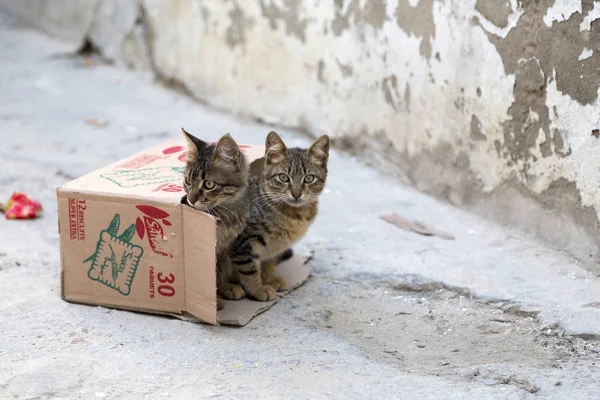 Söt Gatan Katter Hemlösa Djur Tunisien — Stockfoto