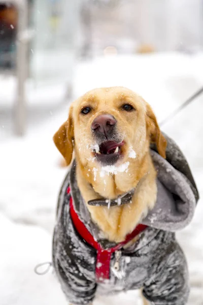 Cão Bonito Vestindo Casaco Inverno Tendo Passeio Neve — Fotografia de Stock