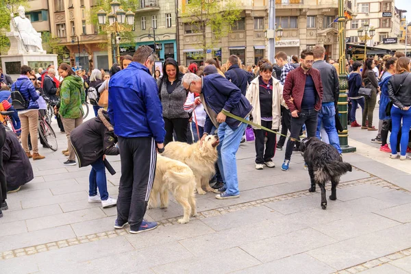 Cywilów protest przemoc w stosunku do ulicy psy, stałe — Zdjęcie stockowe