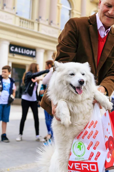 Sivillere karşı şiddet sokak köpekleri, katı için protesto — Stok fotoğraf