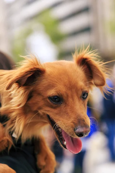 Cão de propriedade bonito com o companheiro de seu amado proprietário — Fotografia de Stock