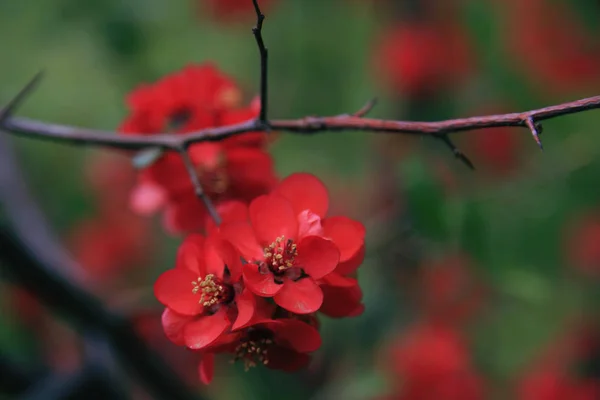 枝のボケやボケの花 — ストック写真