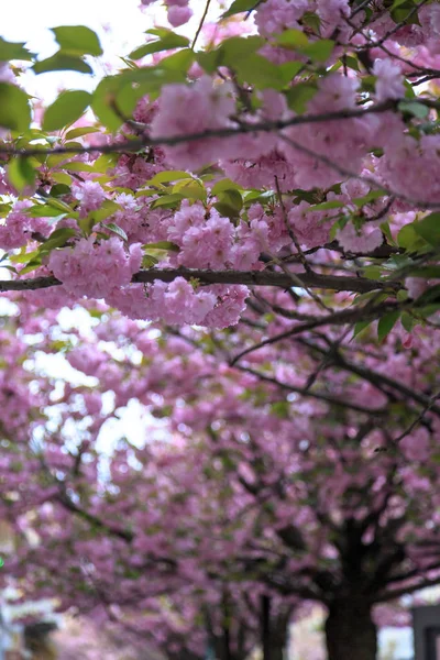 Pembe kiraz çiçekleri — Stok fotoğraf