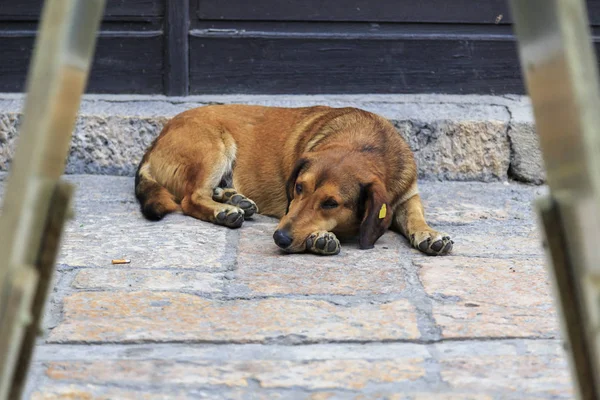 Perezoso perro de la calle descansando en la calle — Foto de Stock