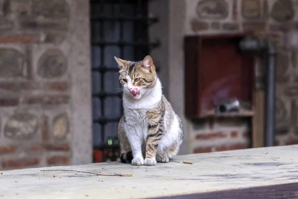 Precioso gato de la calle — Foto de Stock