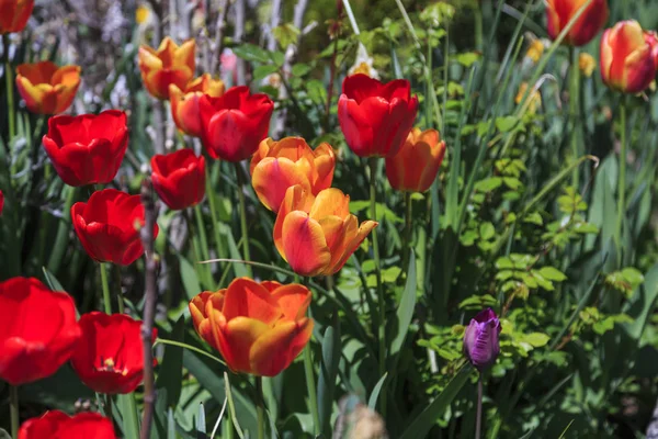 Красивые Тюльпаны Свежие Весенние Цветы Клумба — стоковое фото