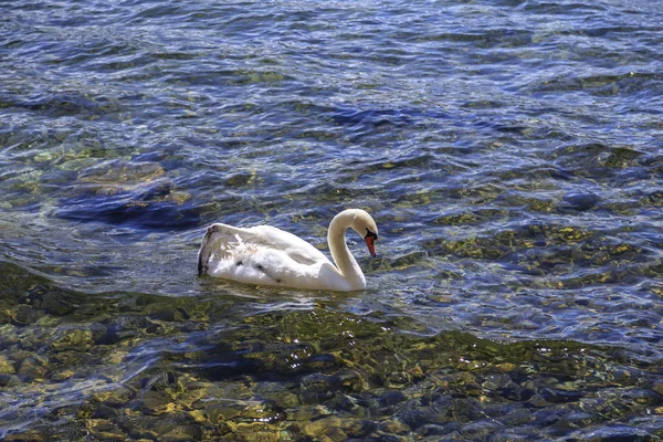 オフリド、マケドニアの海岸ビュー — ストック写真