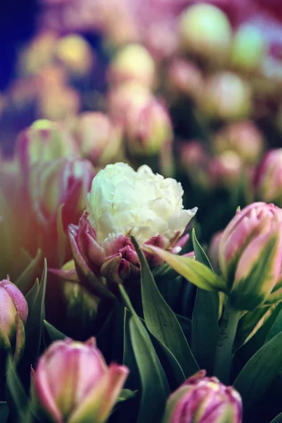 Gyönyörű tulipánok közelről — Stock Fotó