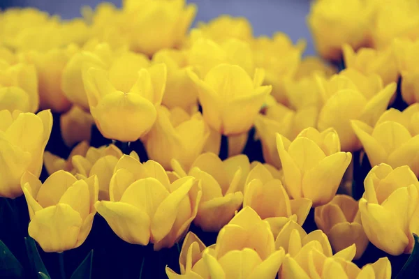 Hermosos tulipanes de cerca —  Fotos de Stock